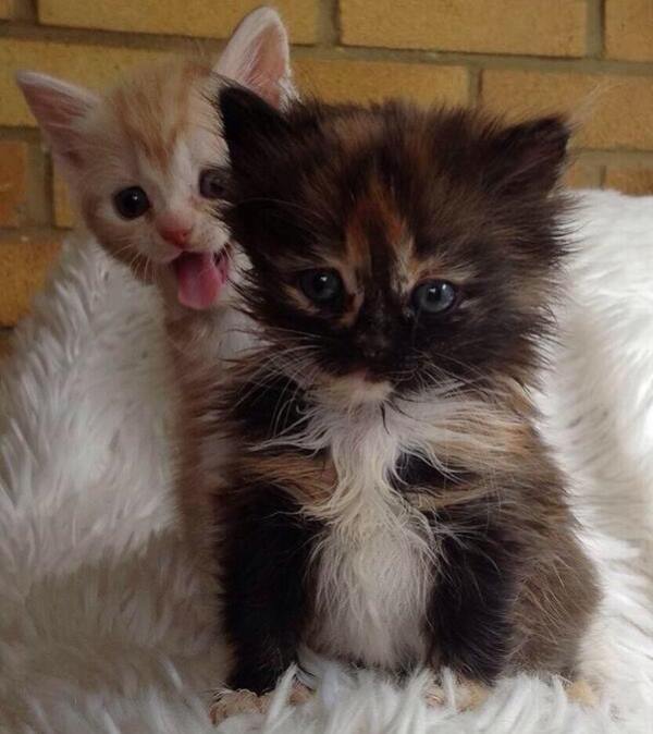 cat, kitten, kittens, photobomb, photo bomb