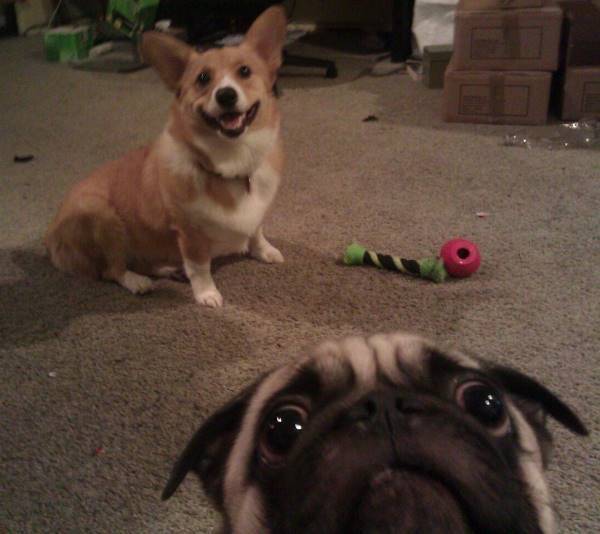 dog, pug, dogs, photobomb, photo bomb, pictures